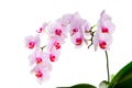 blooming flowers of a live pink Orchid close-up, isolated on a white background, close-up, copy space Royalty Free Stock Photo