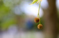 Blooming flowers of London Planetree, maple-leaved plane