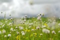 Blooming flowers in meadow