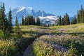 Blooming flowers and mountains Royalty Free Stock Photo