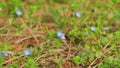 Blooming Flowers Nature Background. Blue Flowers Forget-Me-Nots In The Garden. Myosotis Scorpioides.