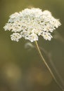 Blooming flowers in Oregon's Willamette Valley