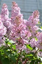 Blooming flowers of pink lilac.