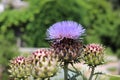 Blooming flowers and plant, Nice city.