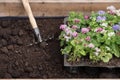 Blooming flowers in plastic containers, metalic shovel and soil. Gardening, planting, agricultre, lifestyle
