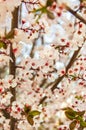 Blooming flowers and plum branches close up at sunset Royalty Free Stock Photo