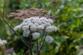 Blooming flowers of the poisonous hemlock plant Royalty Free Stock Photo
