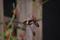 Fantastic Postman Butterfly on a Vine with Blooming Flowers Royalty Free Stock Photo