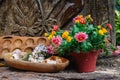 Blooming flowers in pot with wooden candle stand and outdoor decor. Patio design details. Garden in spring. Royalty Free Stock Photo