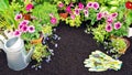 Blooming flowers in pots stand on black soil in a flower bed. Planting spring flowers in the soil in the garden. Pink petunias Royalty Free Stock Photo