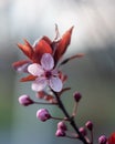Blooming flowers of red leaf cherry tree Royalty Free Stock Photo