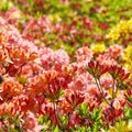 Blooming flowers of rhododendron - pink, red, yellow.