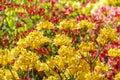 Blooming flowers of rhododendron - red and yellow. Royalty Free Stock Photo