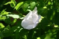 Flowers rose hips Royalty Free Stock Photo