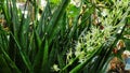 Blooming flowers sansevieria snake plant