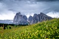 Blooming flowers on Seiser Alm in the italian dolomites.