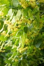 Blooming flowers of small leaved Linden tree Tilia Cordata. Branch covered with yellow blossom. Royalty Free Stock Photo