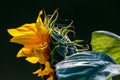 Sunflower on meadow in Latvia. Royalty Free Stock Photo