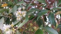blooming flowers from the Syzygium paniculatum group