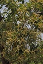 Blooming Flowers of Terminalia Chebula