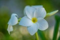 Blooming flowers and trees on maldives, exotic plants in their naturally scene, maldivian fauna Royalty Free Stock Photo