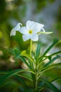 Blooming flowers and trees on maldives, exotic plants in their naturally scene, maldivian fauna Royalty Free Stock Photo