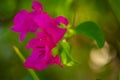 Blooming flowers and trees on maldives, exotic plants in their naturally scene, maldivian fauna Royalty Free Stock Photo