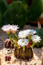 Blooming Flowers And Unripe Seed Pods Of Gymnocalycium Mihanovichii LB2178 Agua Dulce Hybrid  Cactus