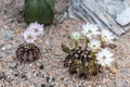 Blooming Flowers And Unripe Seed Pods Of Gymnocalycium Mihanovichii LB2178 Agua Dulce Hybrid  Cactus
