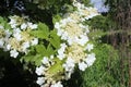 Blooming flowers of viburnum. White flowers and green leaves.