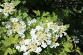 Blooming flowers of viburnum. White flowers and green leaves.