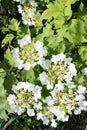 Blooming flowers of viburnum. White flowers and green leaves.