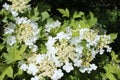 Blooming flowers of viburnum. White flowers and green leaves.