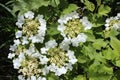 Blooming flowers of viburnum. White flowers and green leaves.