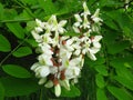 Robinia pseudoacacia. Blooming flowers of white acacia tree in a park in spring. Royalty Free Stock Photo