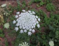 Blooming flowers of wild carrot. Daucus carota, whose common names include wild carrot, bird`s nest, bishop`s lace, and Queen An