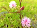 Mimosa Pudica a.k.a Putri Malu flower in Indonesia Wild plant with thorny stems has pink pistils and pollen shaped Royalty Free Stock Photo