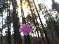 Blooming flowers of the wild rosemary