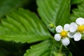 Blooming flowers of wild strawberries Royalty Free Stock Photo