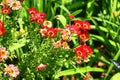 Flowers zinnia