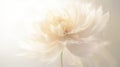 Blooming fluffy peony flower closeup on elegant minimal pastel colour background. Generative AI. Illustration for banner, poster,