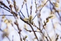 Blooming fluffy shoots on willow branches in spring Royalty Free Stock Photo