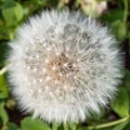 Blooming fluffy white dandelion flower with natural green background macro Royalty Free Stock Photo