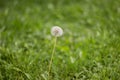 Blooming fluffy white dandelion in the green grass in the meadow. Natural green grass background. Dandelion in the field Royalty Free Stock Photo