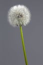 Blooming fluffy white dandelion (taraxacum officinale) on a grey background isolated studio photo. Royalty Free Stock Photo