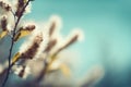 Blooming fluffy willow branches in spring close-up on nature macro Generative AI.