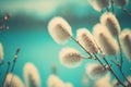 Blooming fluffy willow in spring, nature, plants and trees