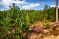 Blooming forest heather on a young green pine forest background Royalty Free Stock Photo
