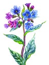 Blooming forest plant Lungwort, watercolor drawing