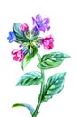 Blooming forest plant Lungwort, watercolor drawing